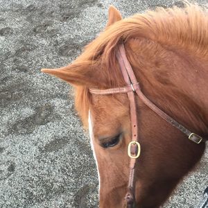 Meet your Posher, Tommy golden